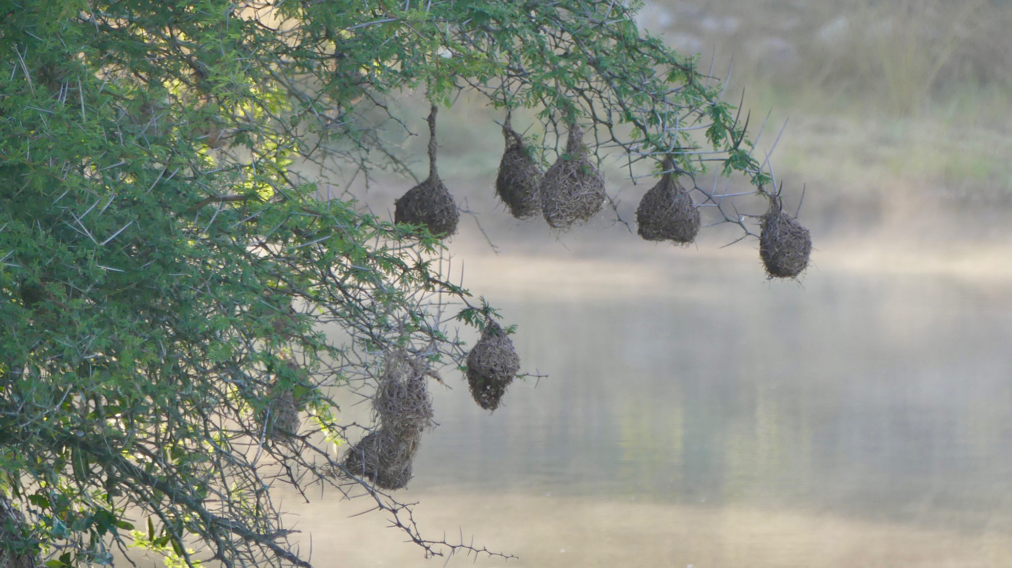Weaver bird nests